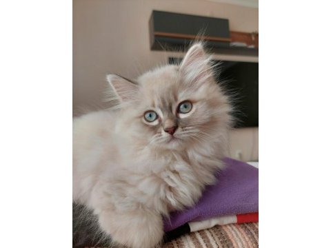 3 aylık erkek british longhair