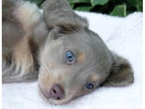 Ultra egzotik uzun tüylü safkan ısabella dachshund sosis