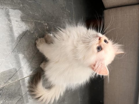 Pofuduk british longhair prenses