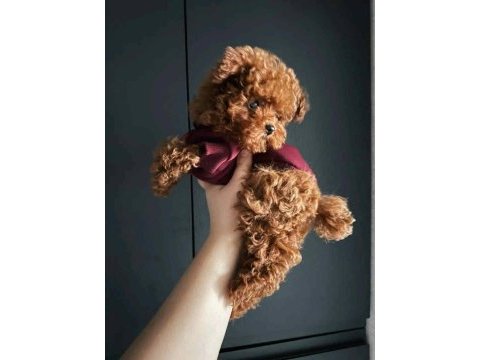 Teacup toy poodle sevimli dost