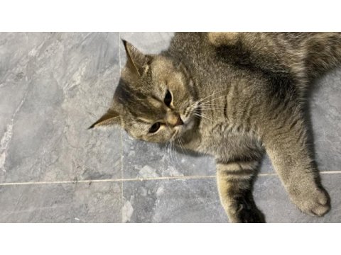 Yakışıklı golden british shorthair