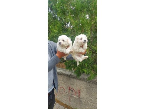 Süper kalite maltese
