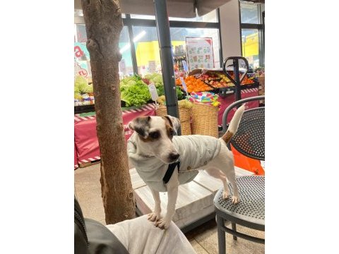 1.5 yaşında jack russell