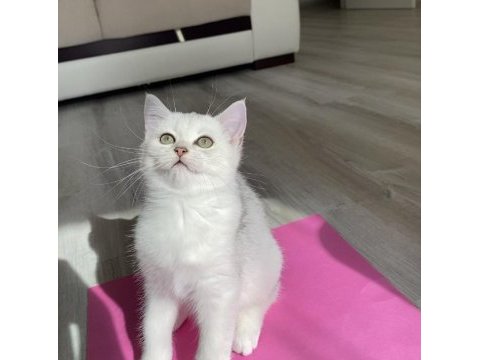 Sliver yavru kedim