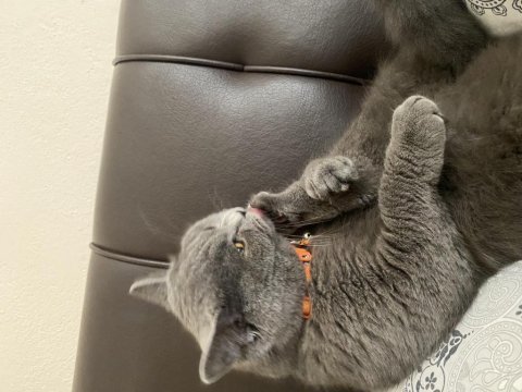 Erkek british shorthair