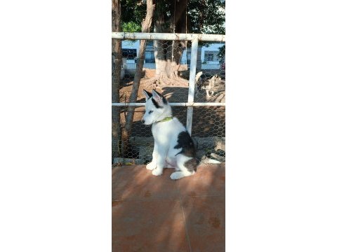 3 aylık sibirya kurdu
