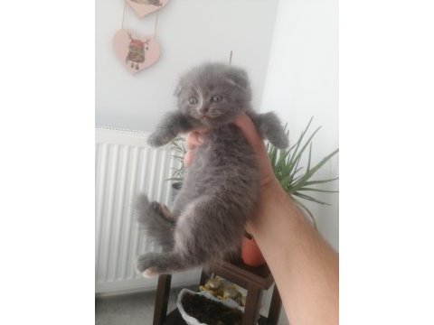 Scottish fold dişi yavrumuz