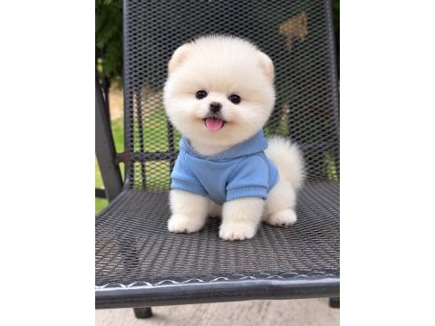 Pomeranian erkekler
