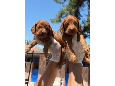 Maltipoo yavrularımız büyüdü