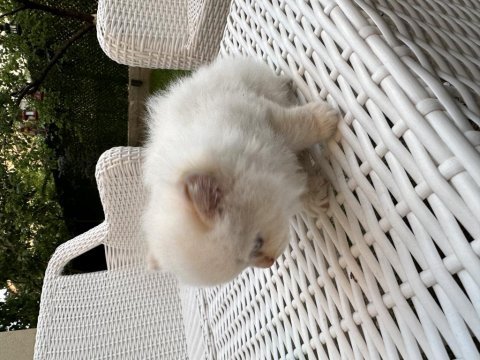 Orjinal british longhair