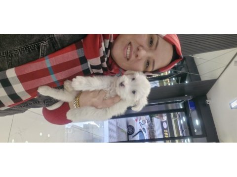 Maltese terier köpeğimiz