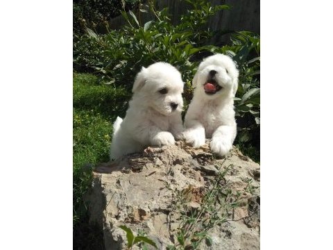 Maltese terrıer yavruları