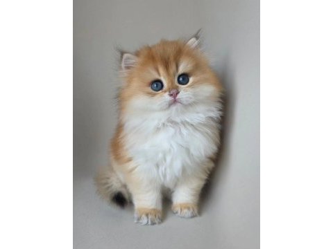 Asilzade golden british longhair 