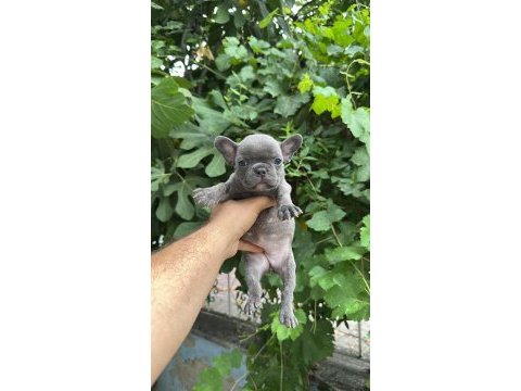 Tospik french bulldog yavrular (ped eğitimli)