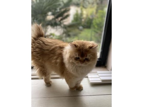 1,5 yaşında full şecereli british longhair