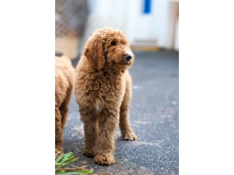 Dev labradoodle yavrular sağlıklı mikroçipli faturalı