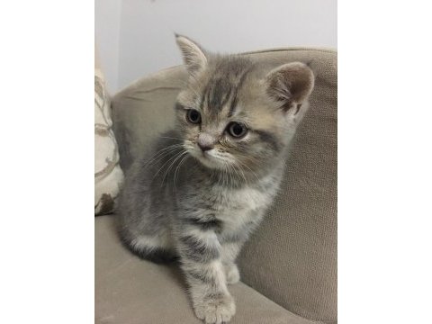 British shorthair yavruları