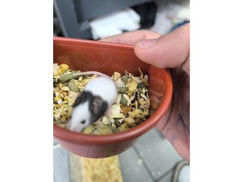 Dünyanın en küçük hamsteri pandalar