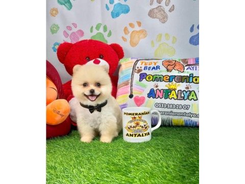 Antalya orjinal pomeranian boo yavrular gel gör al