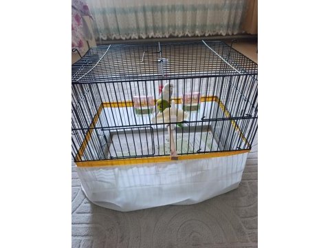 Hazır eş çift muhabbet kuşu