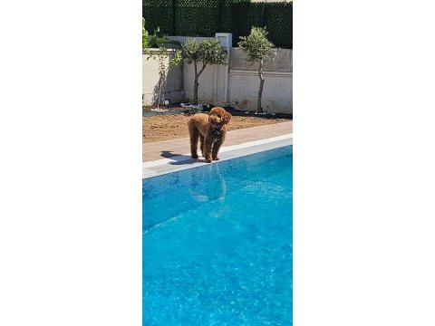 Poodle kopeğimiz