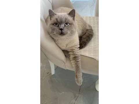 Erkek yavrular ankara