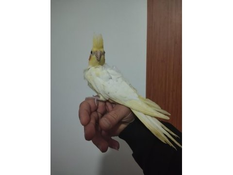 Sultan papağanı sağlıklı