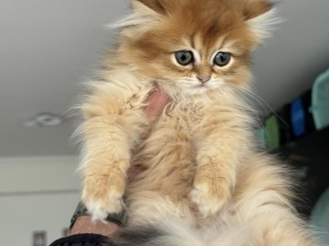 Kart postal gibi golden longhair british