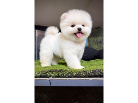 Pomeranian boo kardeşler
