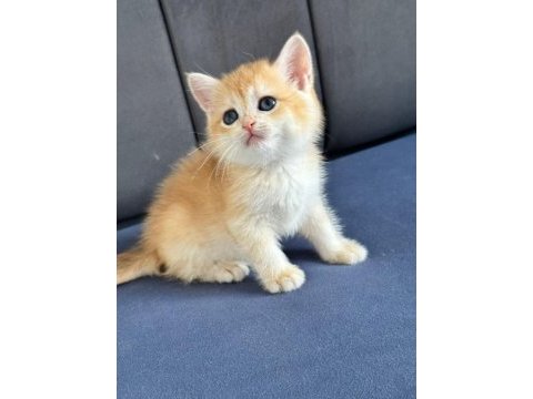 A kalite british shorthair gold yavrular