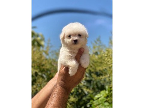 Maltese terrier yavrularımız