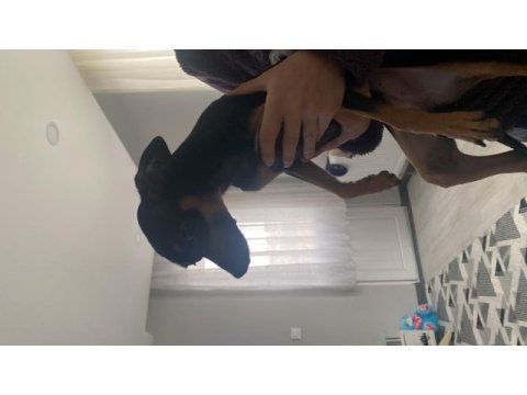 Gece 1 buçuk yaşında erkek pinscher