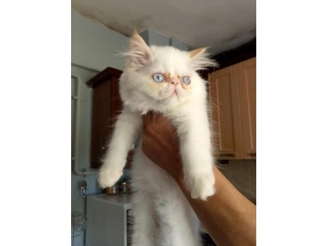 Dişi ve erkek persian