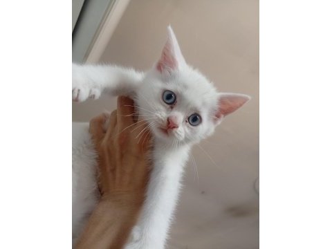 Pamuk kedimiz