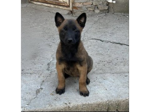 A kalite belçika malinois yavrular