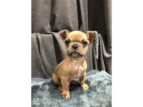 Fawn french bulldog yavrumuz