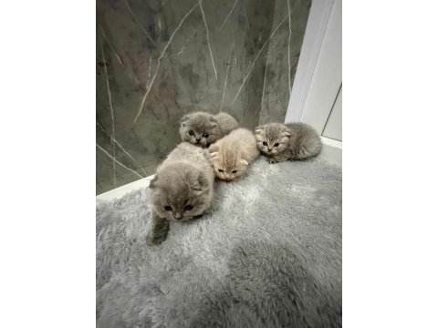Güzel scottish fold yavrularımız
