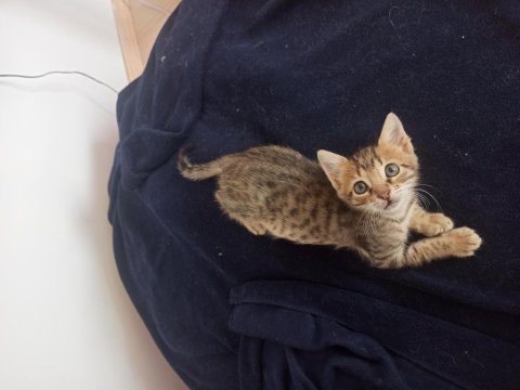 1,5 aylık tekir yuva olmak ister misiniz