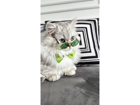 British longhair kedime eş arıyorum