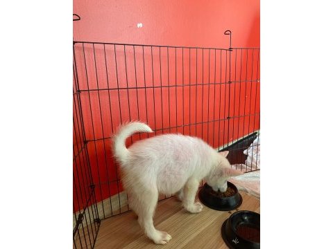 2,5 aylık gökyüzü mavisi oyuncu erkek husky