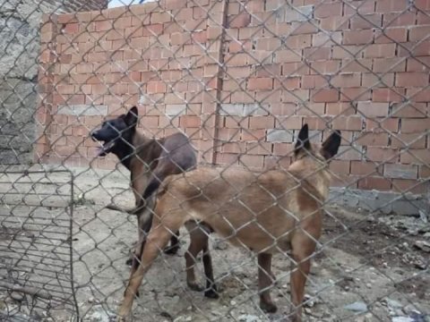 Irkının en iyisi belçika kurdu yavrular