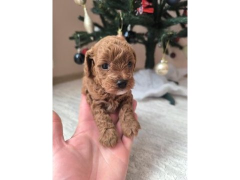 Safkan toy poodle erkek yavru sevecen, zeki ve oyncu dost