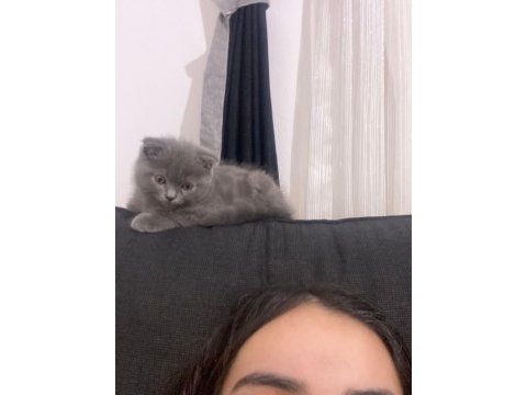 2.5 aylık scottish fold duman