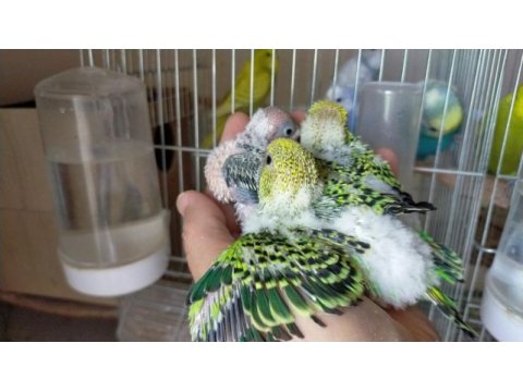 Renk renk muhabbet kuşları