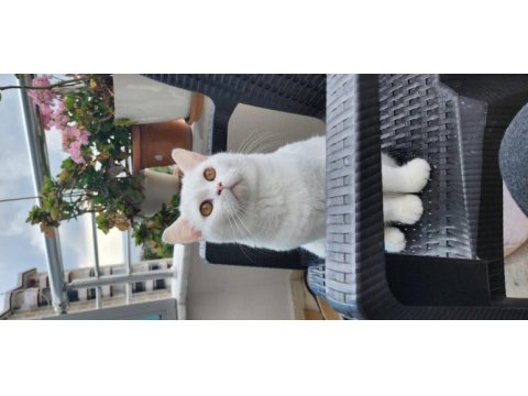 8 aylık british shorthair sahiplendirme istanbul