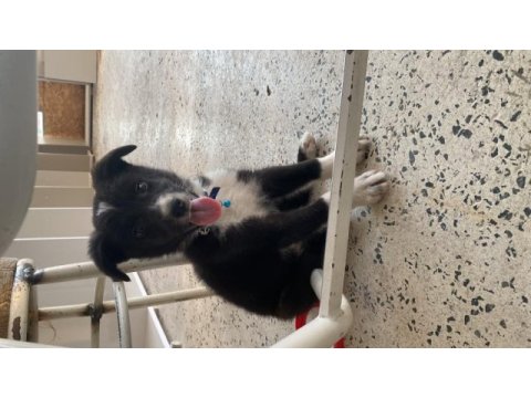 Border collie köpeğimiz