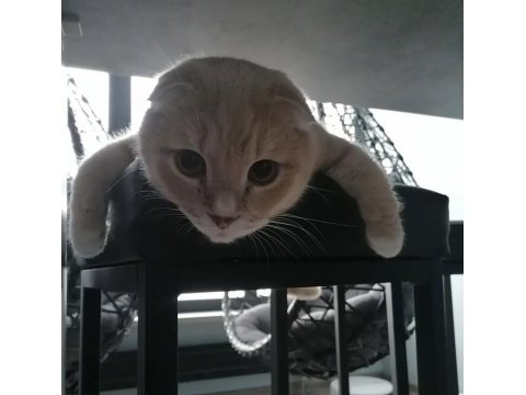 4 yaşında erkek scottish fold
