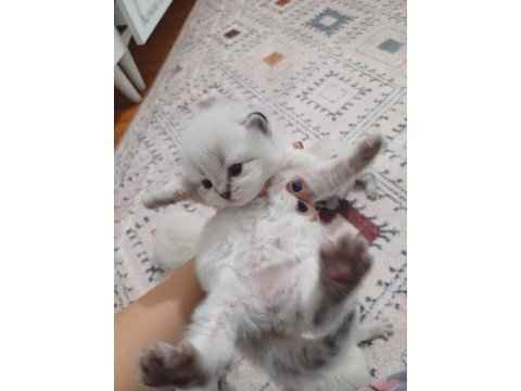 Safkan british longhair silver point yavrular