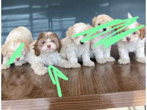 Maltipoo cinsi yavru