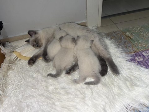 2 erkek bir birinden güzel iki yavru çok oyuncu kediler